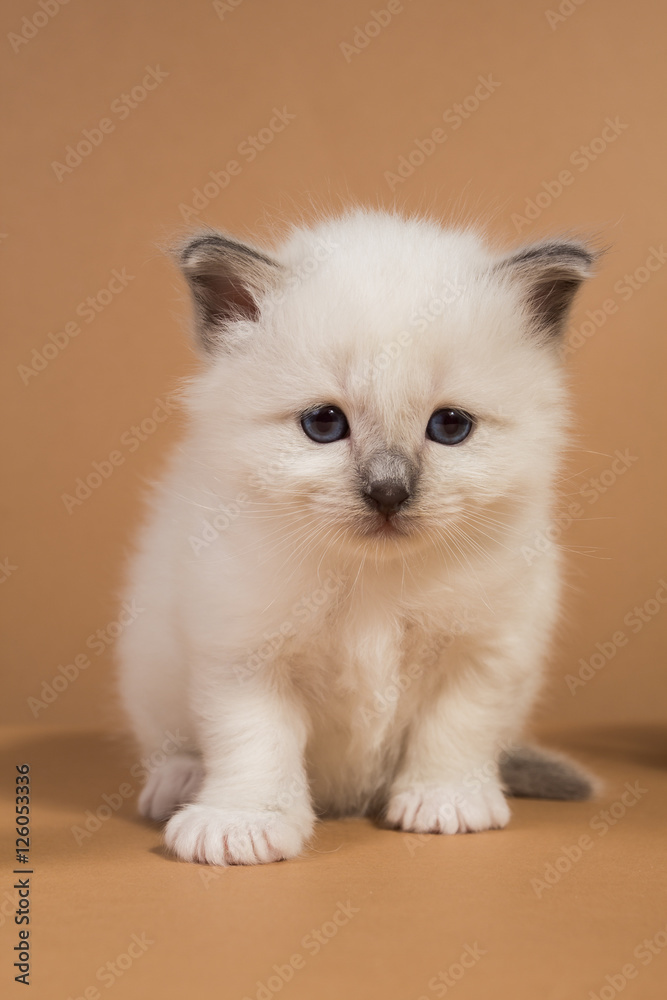 Sacred Birman kitten in the studio, purebred kittens on isolated beige background