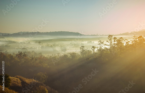 Magical foggy nature. Park. Beautiful scene misty with sun says  shadows and fog