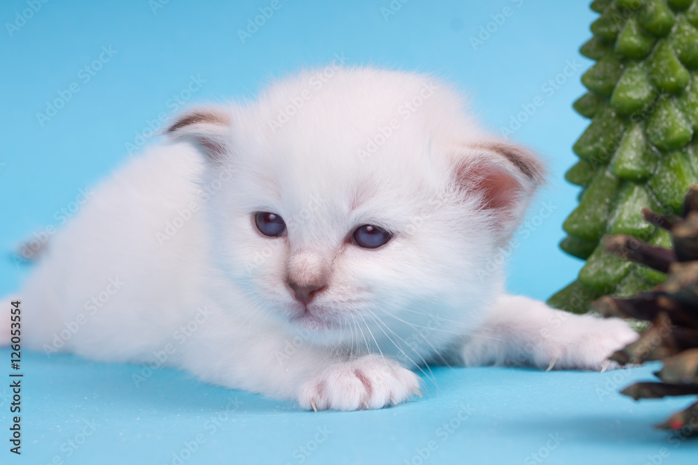 Sacred Birman kitten in the studio, purebred kittens on isolated background, with Christmas tree and cones.