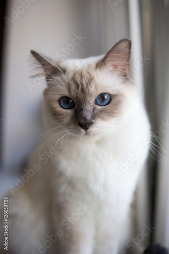 Sacred Birman kittens in the interior, home furnishings, shallow depth of field, thoroughbred kittens.