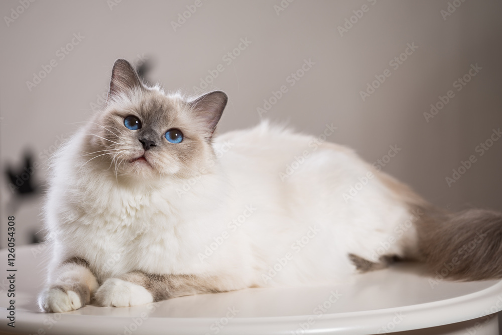 beautiful cat on the table, gray-black, elite cat, small Depth of field