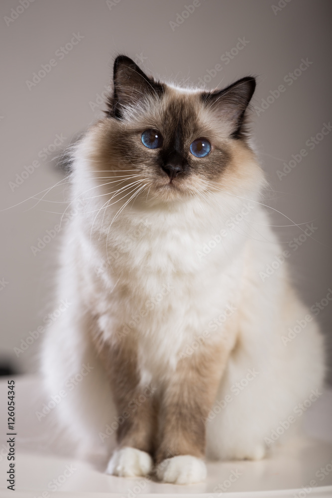 beautiful cat on the table, gray-black, elite cat, small Depth of field