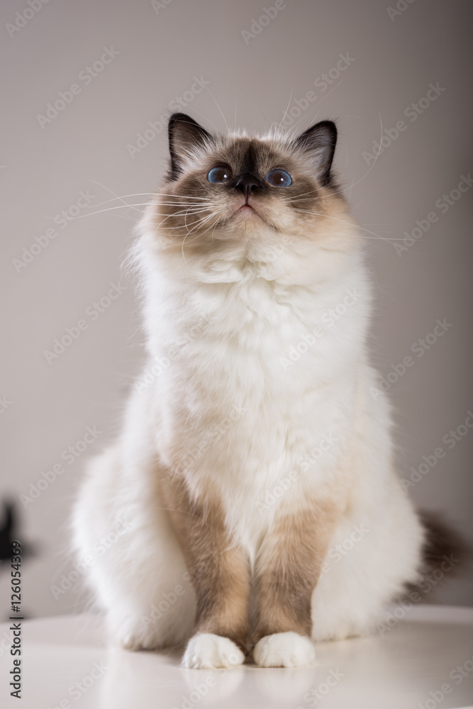 beautiful cat on the table, gray-black, elite cat, small Depth of field