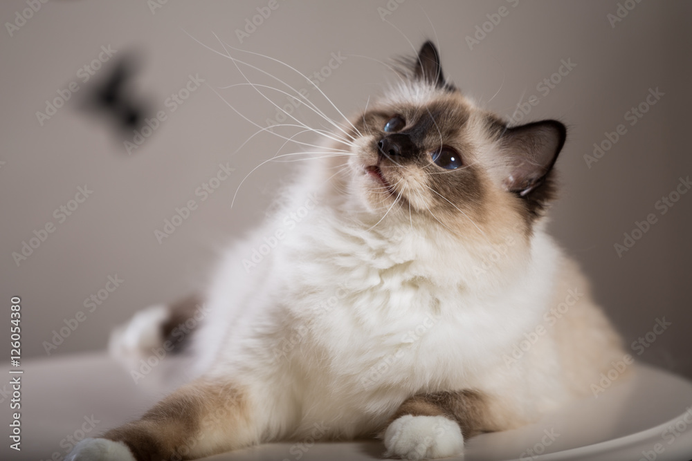 beautiful cat on the table, gray-black, elite cat, small Depth of field beautiful cat on the table, gray-black, elite cat, small Depth of field