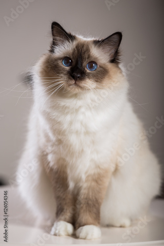 beautiful cat on the table, gray-black, elite cat, small Depth of field
