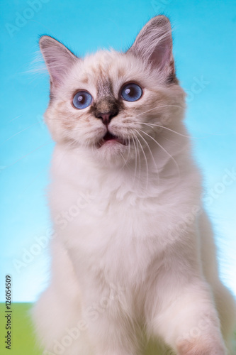 beautiful cat in studio close-up, luxury cat, studio photo, blue-green background, isolated