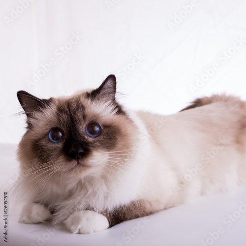 handsome cat in studio close-up, luxury cat, studio photo, white background, isolated.