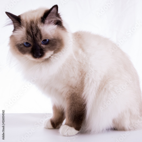 handsome cat in studio close-up, luxury cat, studio photo, white background, isolated. photo