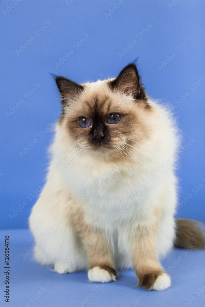 beautiful cat in studio close-up, luxury cat, studio photo, blue background, isolated. beautiful cat in studio close-up, luxury cat, studio photo, blue background, isolated.