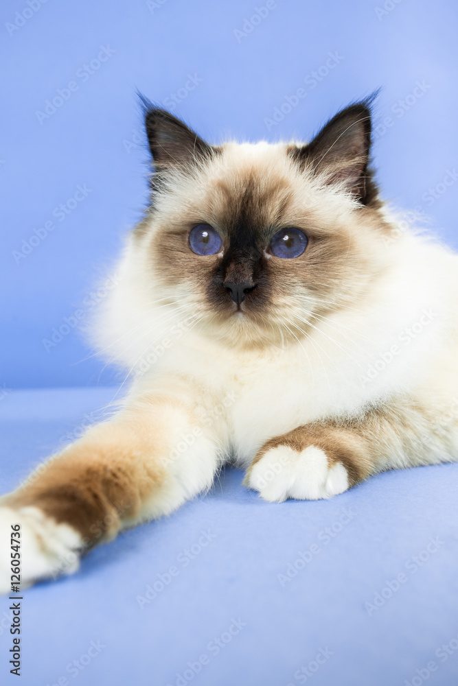 beautiful cat in studio close-up, luxury cat, studio photo, blue background, isolated.