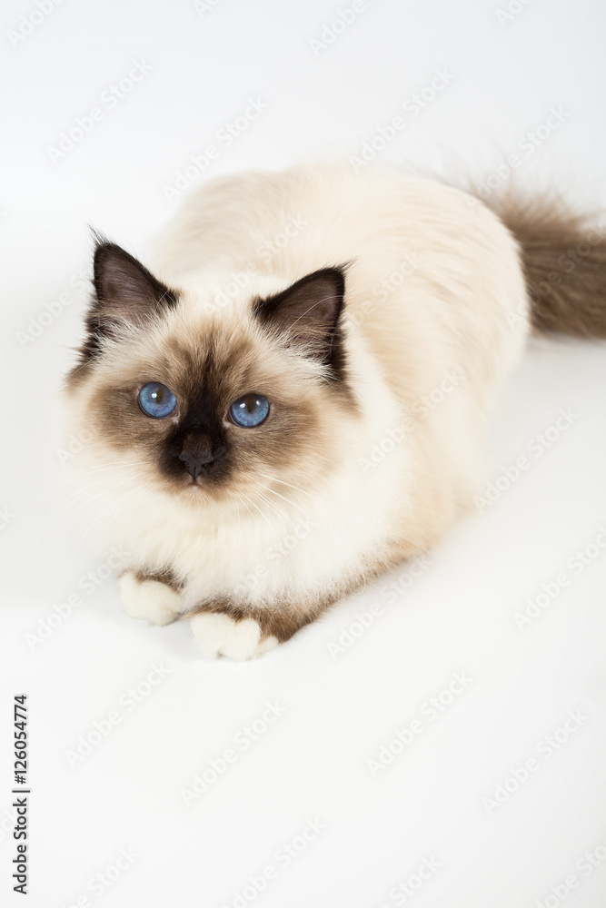 beautiful cat in studio close-up, luxury cat, studio photo, white background, isolated.