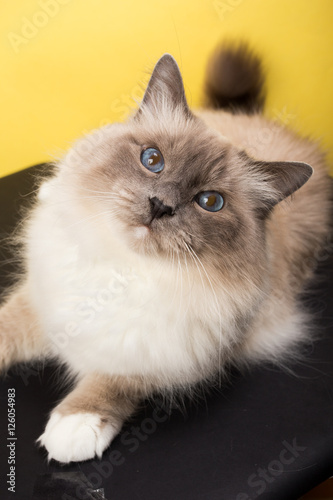 handsome cat in studio close-up, luxury cat, studio photo, black and yellow background, isolated © vadimborkin