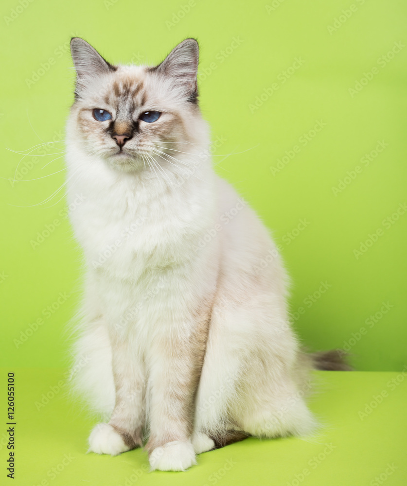 beautiful cat in studio close-up, luxury cat, studio photo, green background hroma key