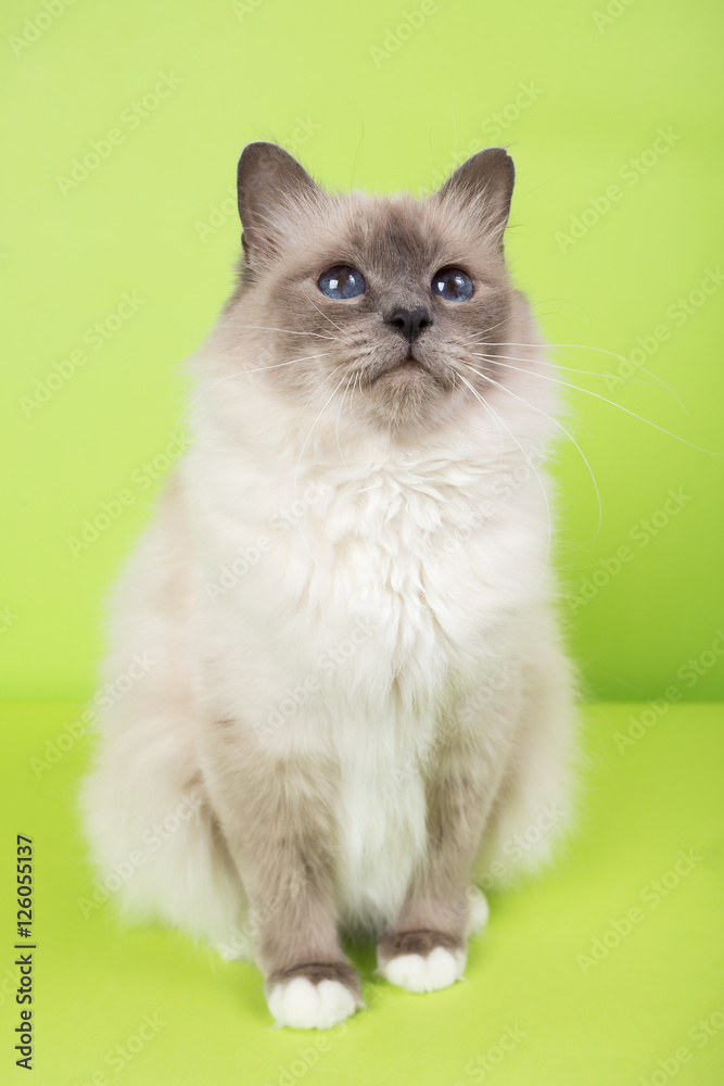 beautiful cat in studio close-up, luxury cat, studio photo, green background hroma key