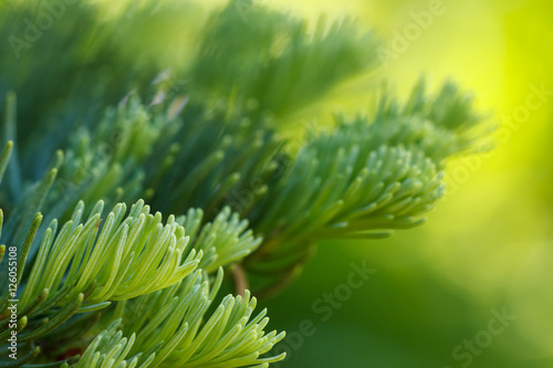 Red fir (Abies magnifica) needles closeup photo