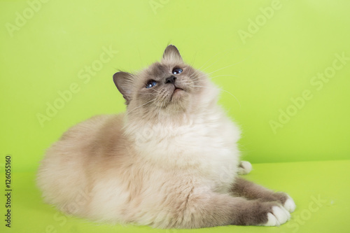 beautiful cat in studio close-up, luxury cat, studio photo, green background hroma key © vadimborkin