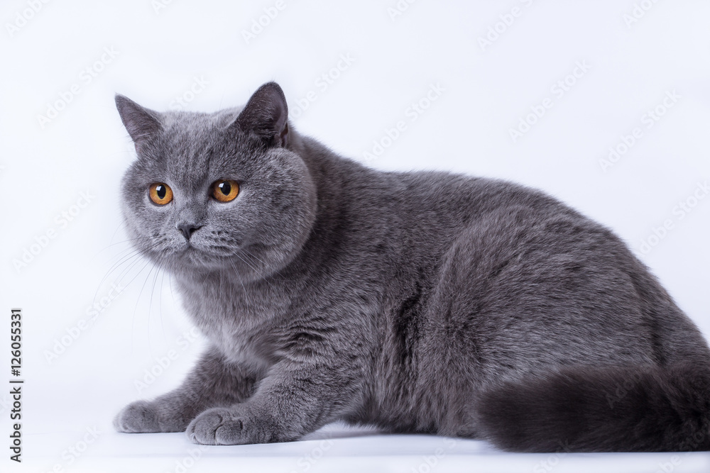 grey British cat on a white background, in the studio isolated, orange eyes