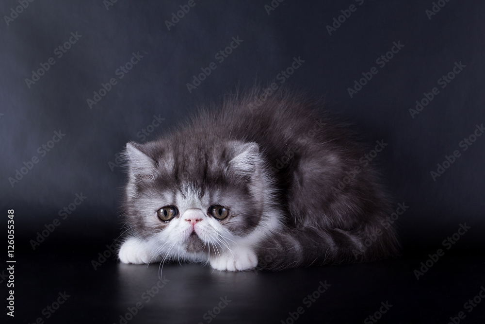 eyed Persian kittens on black background in studio