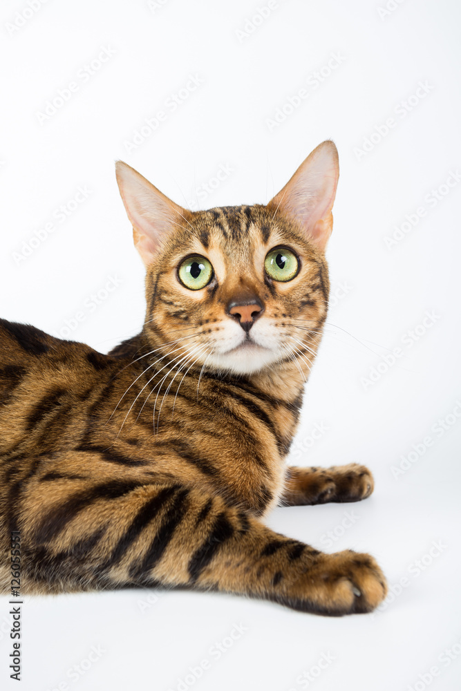 Bengal cat on a white background in the studio, isolated, bright spotted cat