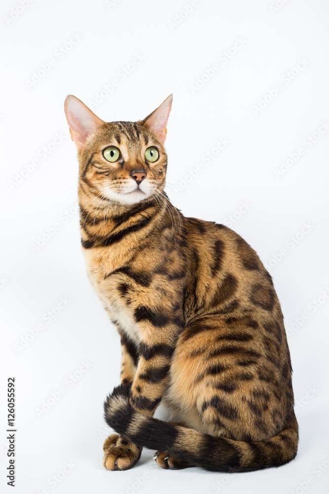 Bengal cat on a white background in the studio, isolated, bright spotted cat