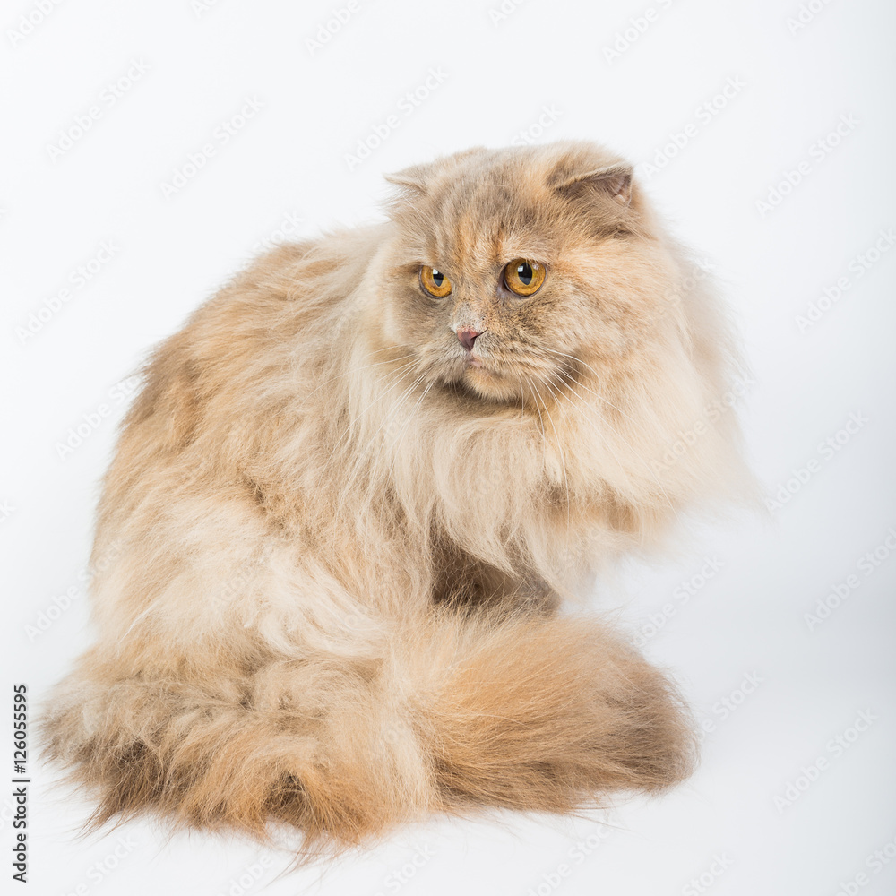 British Longhair on a white background in the studio, isolated, orange eyes, gray cat.