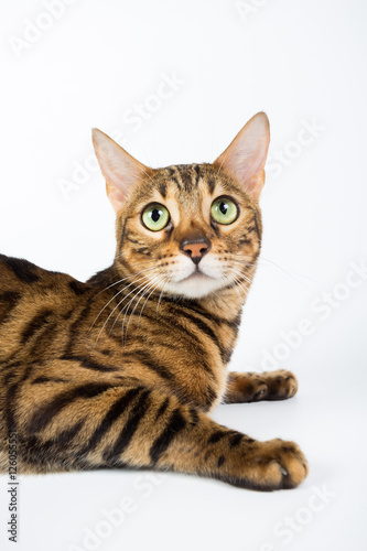 Bengal cat on a white background in the studio, isolated, bright spotted cat © vadimborkin