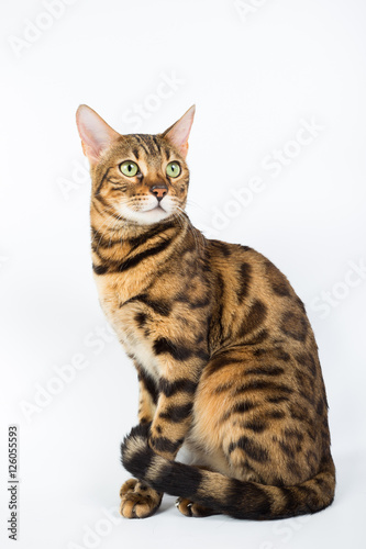 Bengal cat on a white background in the studio, isolated, bright spotted cat