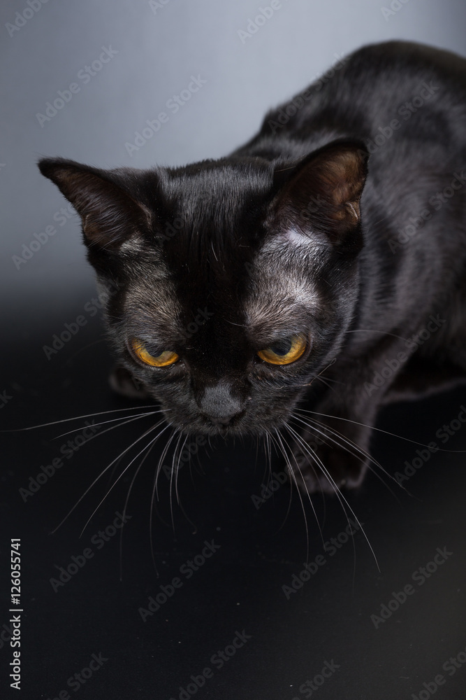 black cat, Burmese on a black background orange eyes, photo studio black cat, Burmese on a black background orange eyes, photo studio