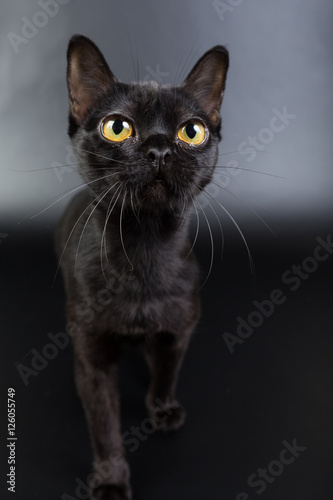 black cat, Burmese on a black background orange eyes, photo studio