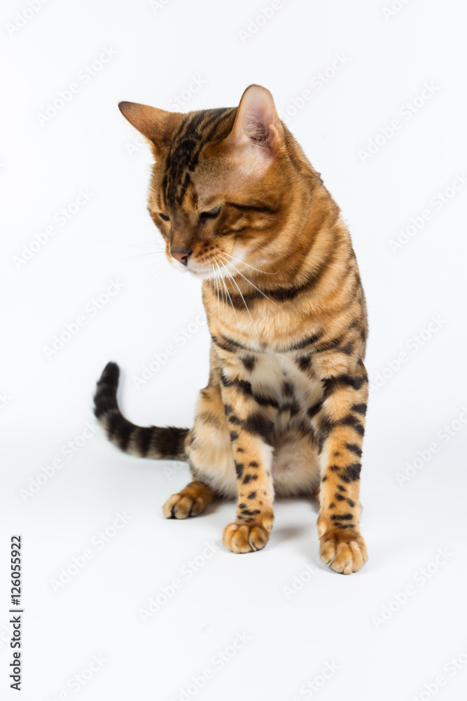 Young Bengal cat on a white background in studio isolated