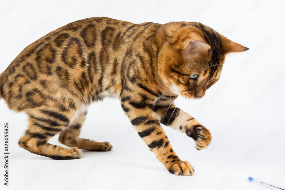 Young Bengal cat on a white background in the studio isolated playing with toy Young Bengal cat on a white background in the studio isolated playing with toy