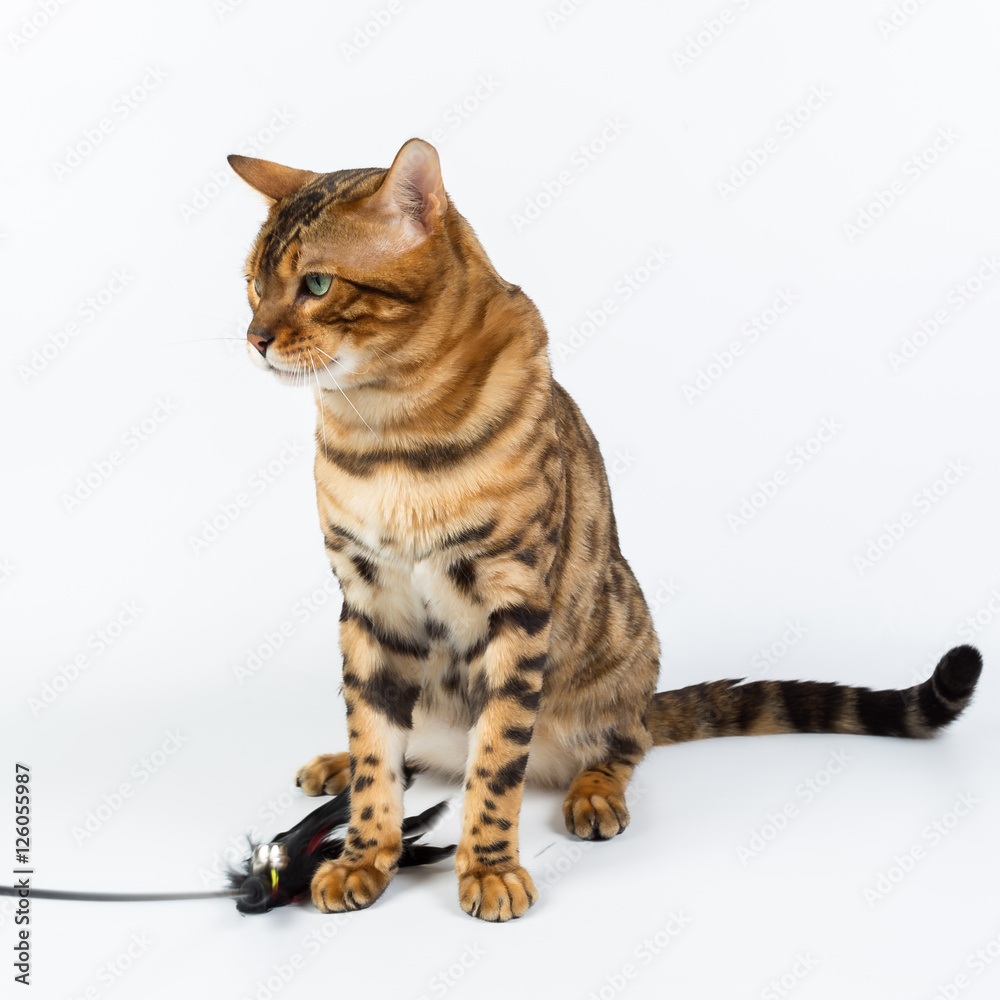 Young Bengal cat on a white background in studio isolated