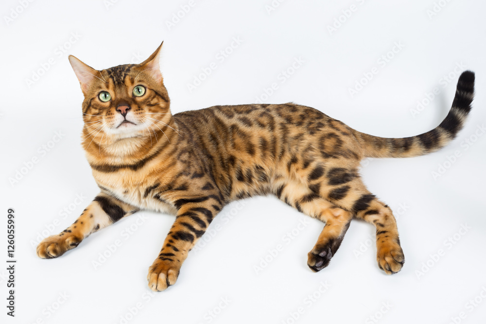 Fototapeta premium Young Bengal cat on a white background in studio isolated