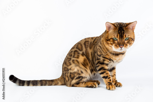 Young Bengal cat on a white background in studio isolated