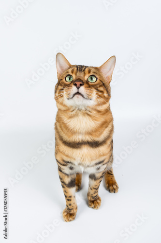 Young Bengal cat on a white background in studio isolated © vadimborkin