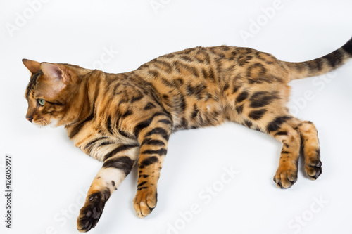 Young Bengal cat on a white background in studio isolated