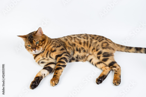 Young Bengal cat on a white background in studio isolated