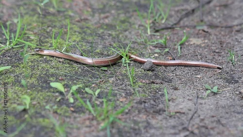 Slow worm (Anguis fragilis) sunning itself on a forest trail