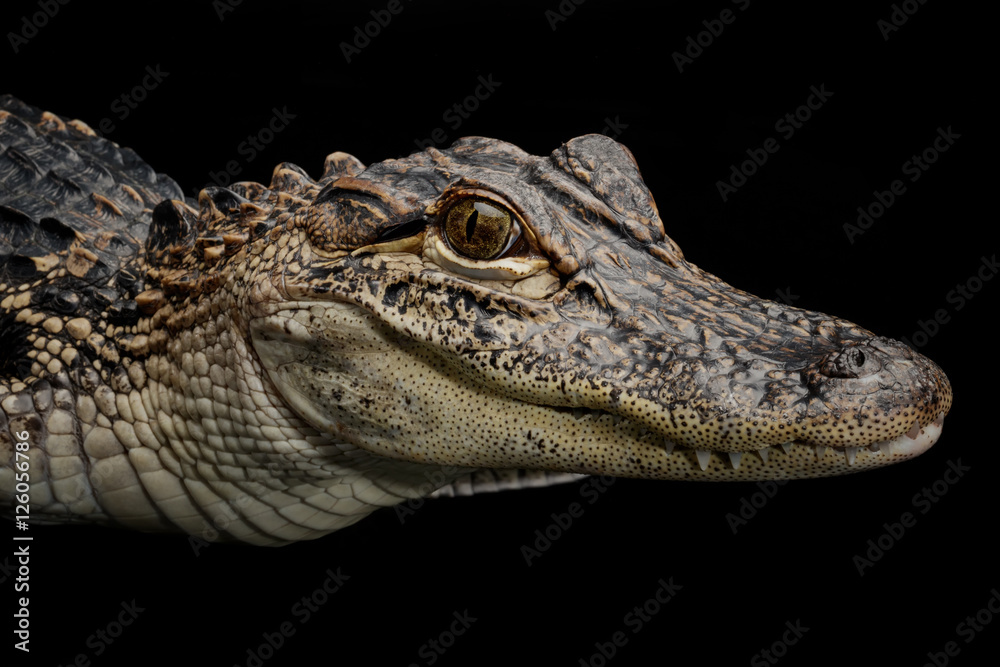 Fototapeta premium Portrait of American Alligator (Alligator mississippiensis)