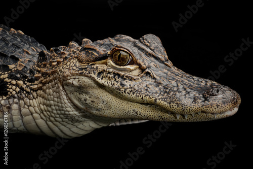 Portrait of American Alligator (Alligator mississippiensis) © Anne Powell