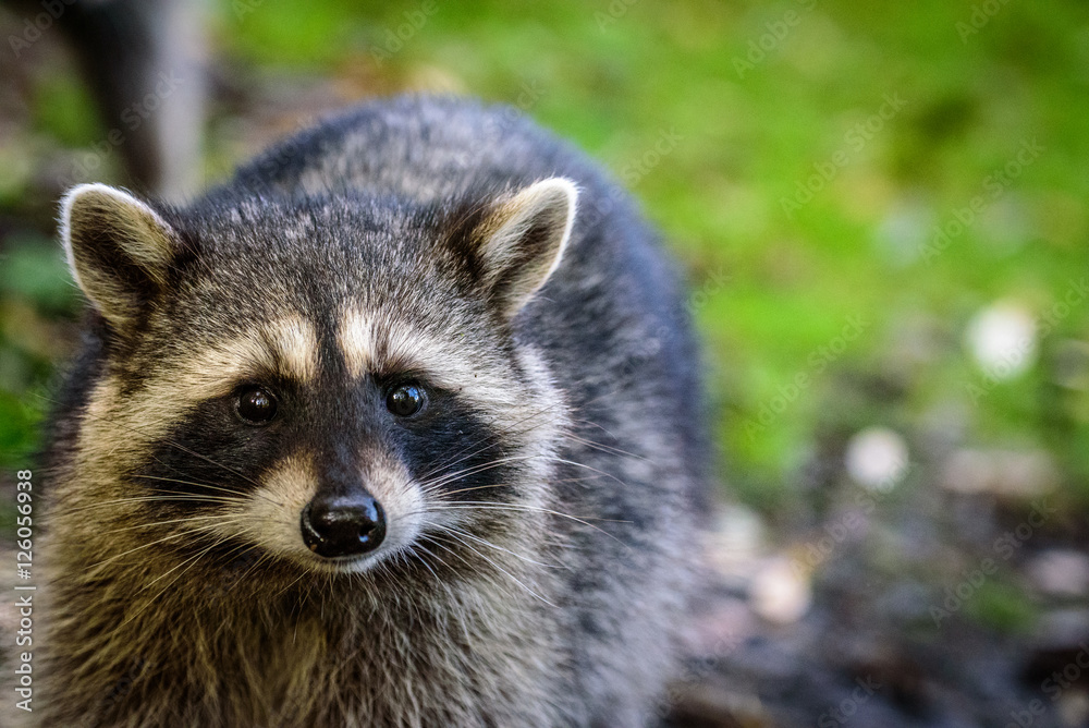 Raccoon Raccoon