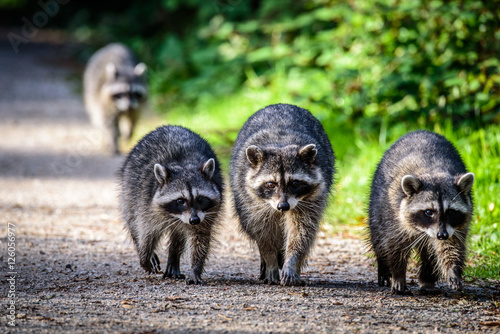 Raccoon gang family walk on the side road