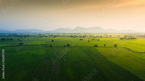 Landscape of jasmine rice green field with mountain