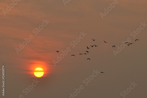 Birds fly in the sky at dusk The sun is about to fall © kiddeephoto