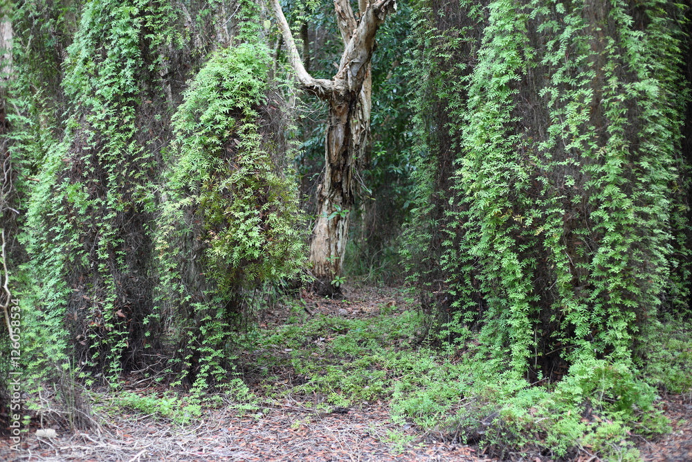 Obraz premium Green Wetland Forest in Rayong at Thailand