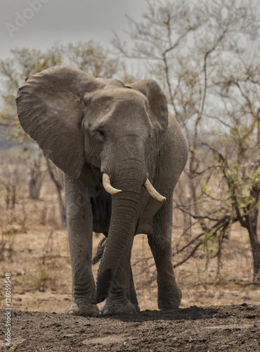 African Bull Elephant (Loxodonta) - Sabi Sands Game Reserve, South Africa