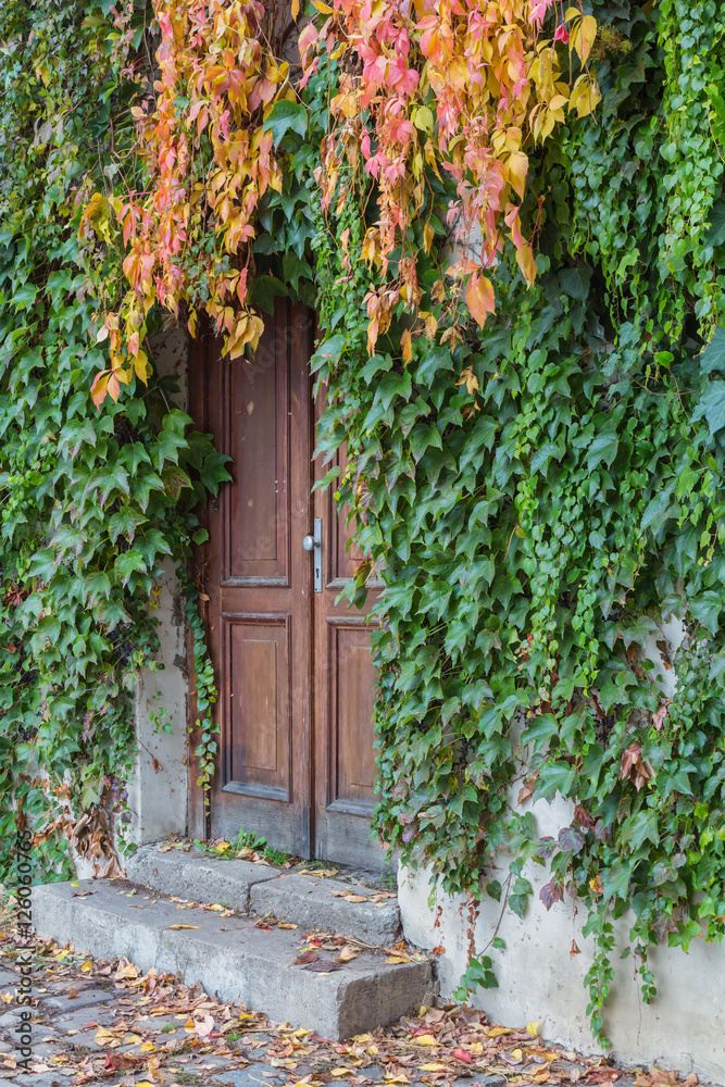 Old wooden door overgrown with ivy in fall colors Old wooden door overgrown with ivy in fall colors