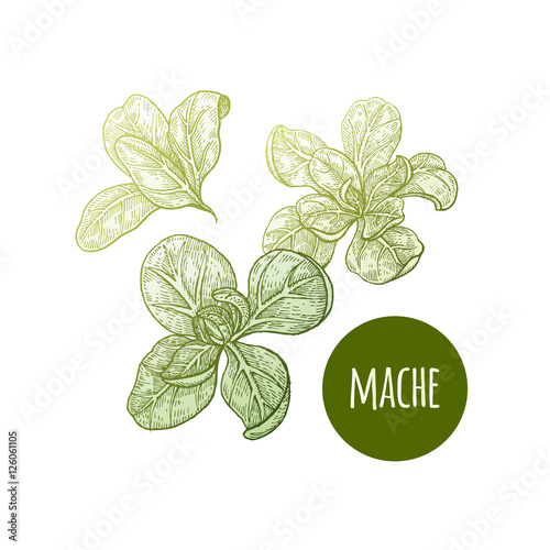 Lettuce mache. Plant isolated on white background. Vector illustration. Hand drawing style vintage engraving. Greenery for create the menu, recipes, decorating kitchen items. Vintage.
