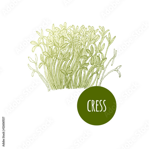 Lettuce cress. Plant isolated on white background. Vector illustration. Hand drawing style vintage engraving. Greenery for create the menu, recipes, decorating kitchen items. Vintage.