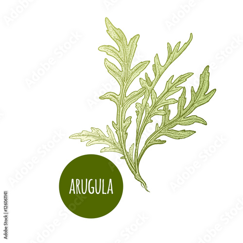 Lettuce arugula. Plant isolated on white background. Vector illustration. Hand drawing style vintage engraving. Greenery for create the menu, recipes, decorating kitchen items. Vintage.